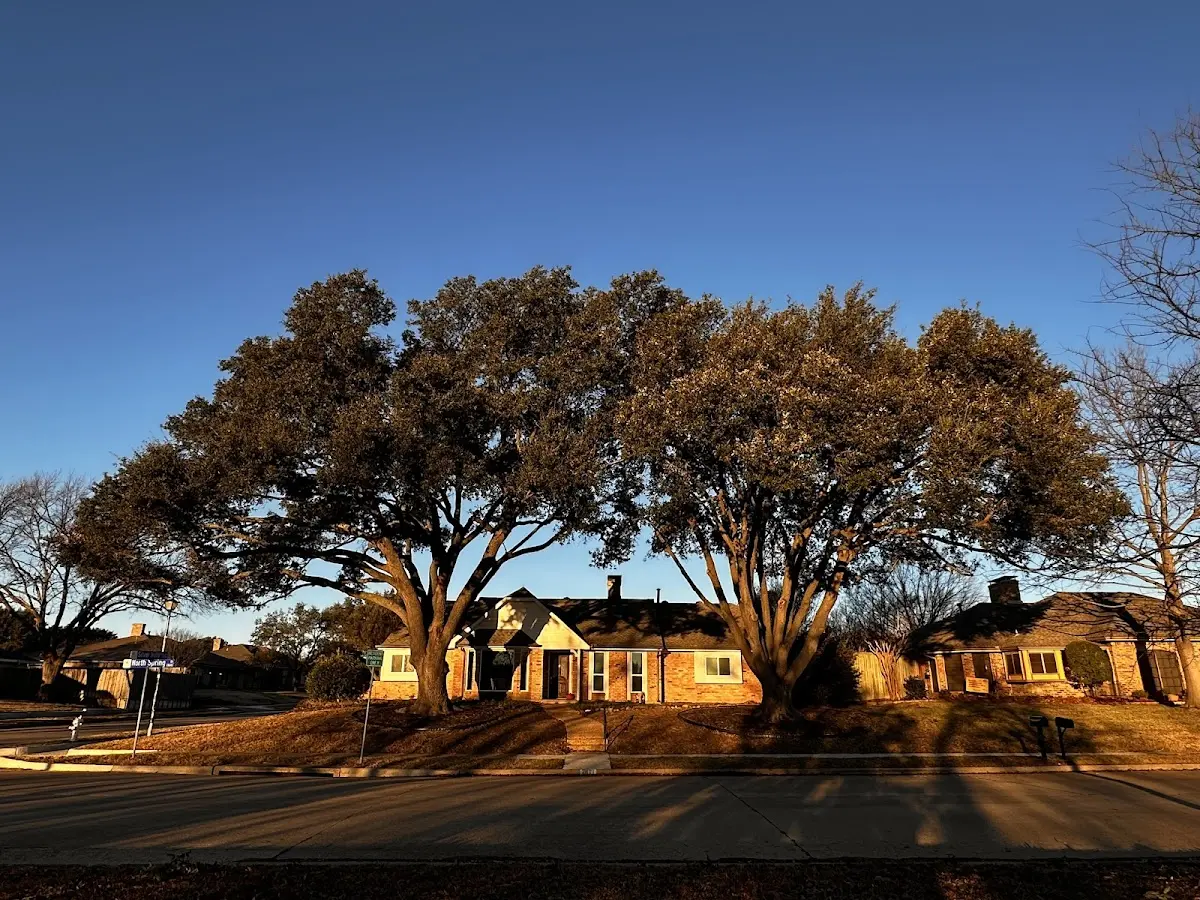 Established residential canopy tree shading a home in Oak Vale
